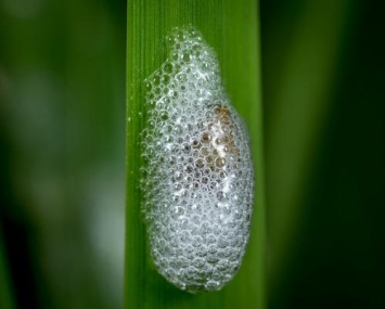 Охота на жуков: Ученые просят добровольцев следить за «плевками» насекомых
