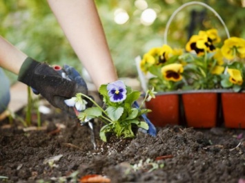 Работа в огороде и в саду улучшает психическое здоровье