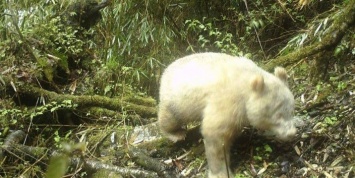 В Китае зафиксировали уникальную белую панду