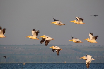 Днестровский лиман оккупировали розовые и кудрявые пеликаны