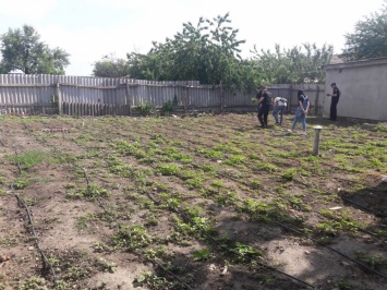 На Николаевщине у жителя села изъяли более 400 кустов конопли, которую он растил дома