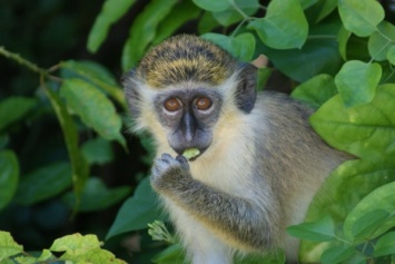 Ученые поняли происхождение языка обезьян
