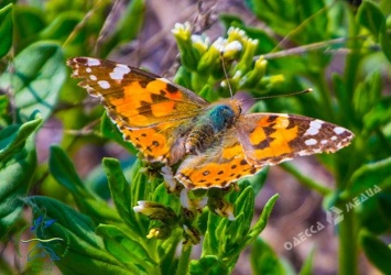 В нацпарке Одесской области от сильного ветра гибнут бабочки-репейницы