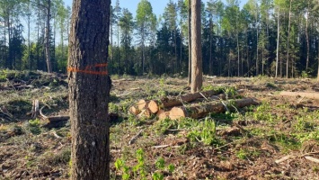 В крупнейшей зеленой зоне Москвы вырубят сотни тысячи деревьев