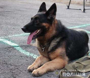 На Днепроперовщине служебный пес помог задержать предполагаемого убийцу