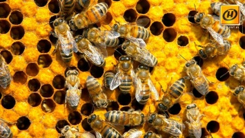 Эстонско-российскую границу "заблокировали" пчелы