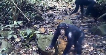 СМИ: ученые поймали шимпанзе за ловлей крабов