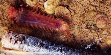 В одесском национальном парке нашли уникального золотистого червя (фото, видео)