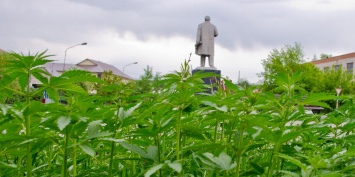 В Алтайском крае центр города засадили коноплей