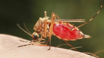 Ученые разработали эффективный способ уничтожения малярийных комаров