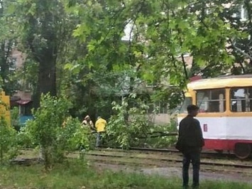 Подул ветерок: в Одессе уже попадали деревья, перекрыв дороги