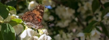Украину "атаковали" бабочки: откуда они взялись и почему их так много