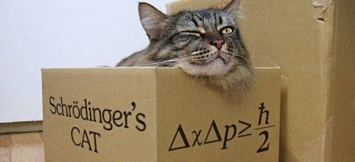 Спасли кота Шредингера: Ученые научились ловить квантовые частицы