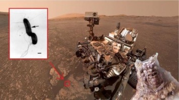 В марсианской глине нашли «пастообразных» живых пришельцев - уфологи