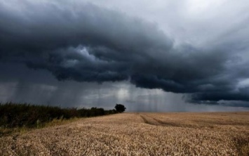 Из-за частых дождей урожай Херсонщины под угрозой