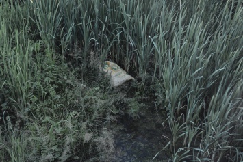Стоит неимоверный смрад: несколько сотен мертвых птиц нашли в реке в Харьковской области (фото)