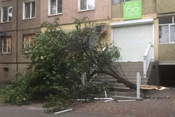 Непогода в Кривом Роге: дерево упало на магазин, жилмассив ЮГОКа и Широкое затоплены