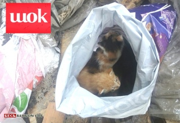 Зоозащитница, спасшая от верной гибели еще слепых котят, просит помощи у жителей Кривого Рога