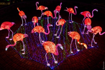 40-метровый дракон и сад фламинго: в Одессе пройдет фестиваль гигантских китайских фонарей (общество)