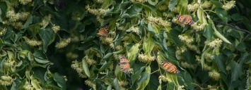 В Одессе - нашествие красивых бабочек, прилетевших из Северной Африки