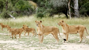 Из заповедника в Лимпопо сбежали 14 львов. Их заметили недалеко от города