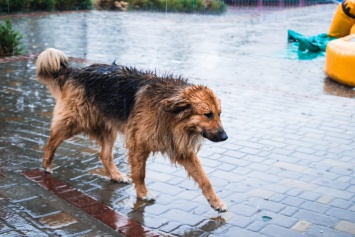 Мокрый Днепр: город заливает летними дождями