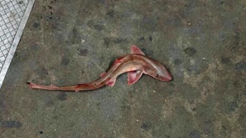 В Нью-Йоркском метро нашли мертвую акулу