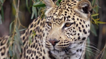 В ЮАР двухлетнего мальчика разорвал леопард