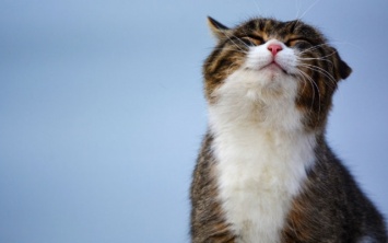 10 кошачьих способов сказать хозяину о своей любви