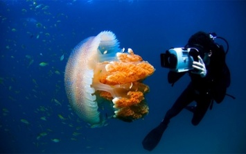 Такого вы точно не видели. Турист заснял под водой медузу в "бублике"