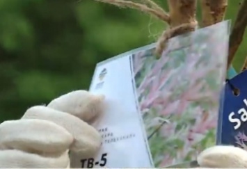 Приходи поглазеть: в ботсаду высадили экзотические деревья-одуванчики (видео)