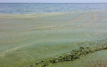 В Одессе море позеленело из-за водорослей (видео)
