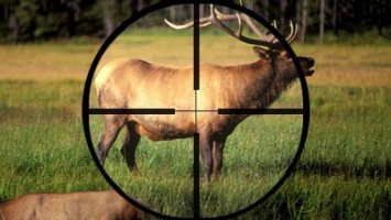 На Черниговщине застрелили краснокнижную самку лося