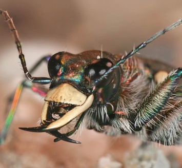 Ученые нашли гигантское насекомое, которая "восстала из мертвых"