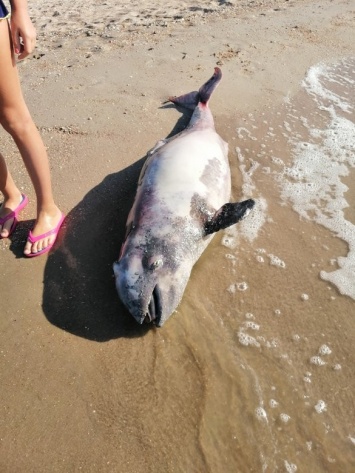 На Белосарайскую косу выбросило мертвого дельфина,- ФОТО