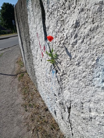 «Он так старался выжить»: жителей Приднепровска разозлил вандал, сорвавший необычный цветок
