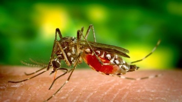 Атакуют комары: как защититься