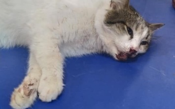 Человеческая жестокость: Запорожец схватил кота и ударил об угол дома