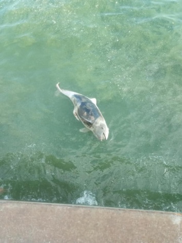 В Одесском порту обнаружили мертвого дельфина: что произошло?
