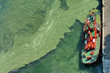 Зеленое море в Одессе: все, что нужно знать о причинах и последствиях
