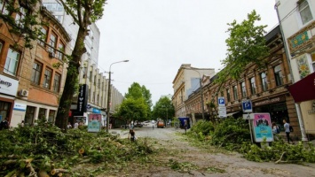 Днепряне требуют от властей оставить в покое деревья на улице Короленко