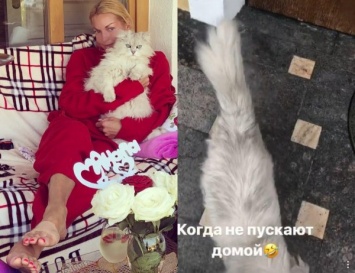 Грязный, голодный, несчастный - Волочкова выгнала кота Лакки из дома