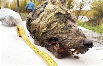 В Якутии нашли идеально сохранившуюся голову древнего волка, жившего 40 тысяч лет назад. Фото