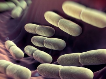 PLOS Genetics: молочнокислые бактерии эффективно укрепляют иммунитет