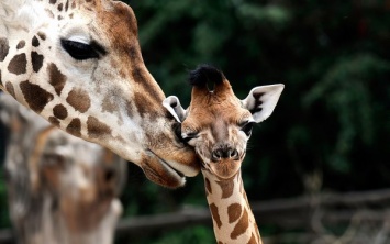 В Мексиканском зоопарке родился жирафенок: милые фото
