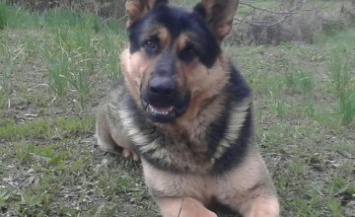 На Днепропетровщине служебный пес нашел мужчину, который избил товарища (ФОТО)