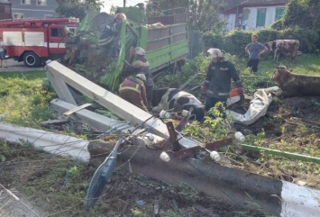 В Василькове грузовик, перевозивший коров, врезался в столб - двое погибших