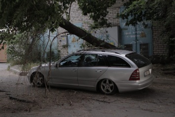Древопад в Днепре: аварийное дерево рухнуло на автомобиль