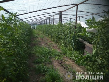 Наркобум на Олешковской плантации