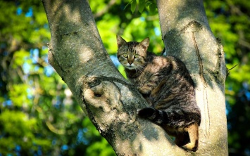 В Луцке спасатели сняли с дерева кошку, которая просидела там почти неделю